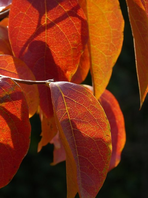 leaf  red leaf  translucent