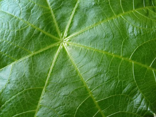 leaf  plant  green