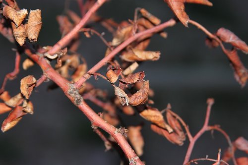 leaf  branches  dead