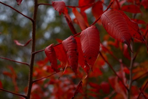 leaf  leaves  fall