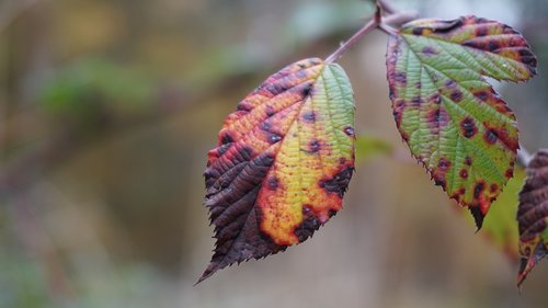 leaf  autumn  leaves