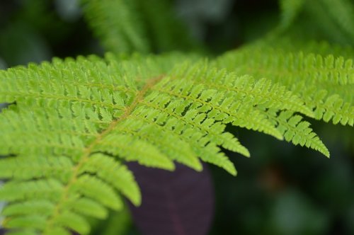leaf  fern  green