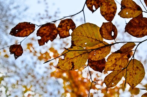 leaf  fall  nature