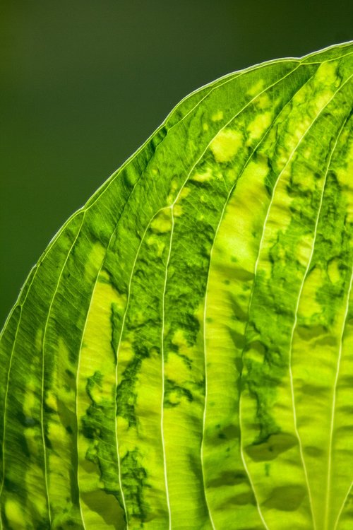 leaf  leaf veins  green