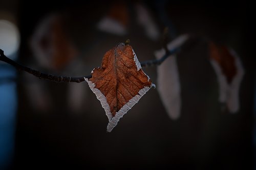 leaf  dry  autumn