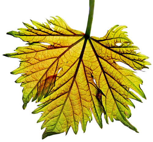 leaf  grape vine  sunlight
