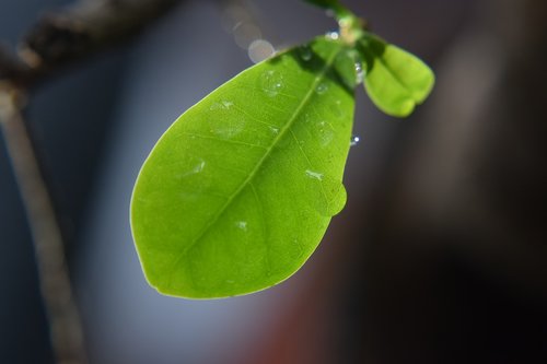 leaf  rain drops  nature