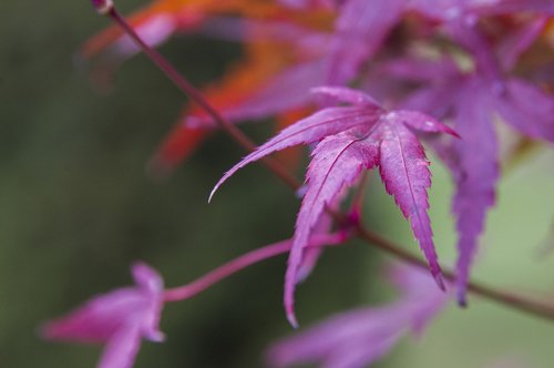 leaf  clone  red