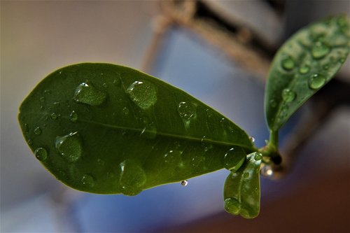 leaf  rain drops  dew
