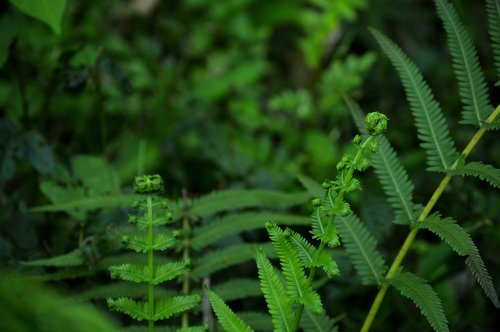 leaf  plant  green