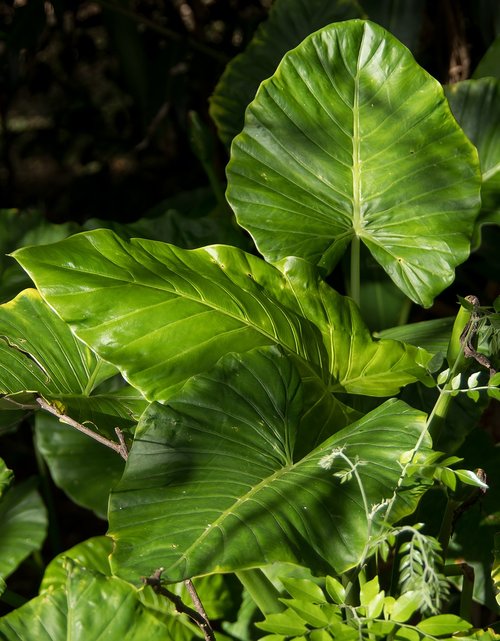 leaf  green  rain forest