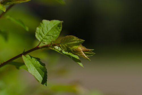 leaf  green  spring