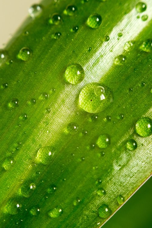 leaf  green  water