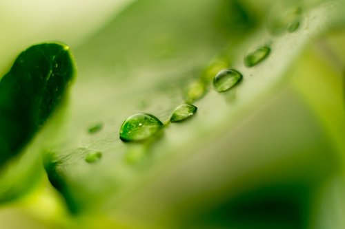 leaf  green  water