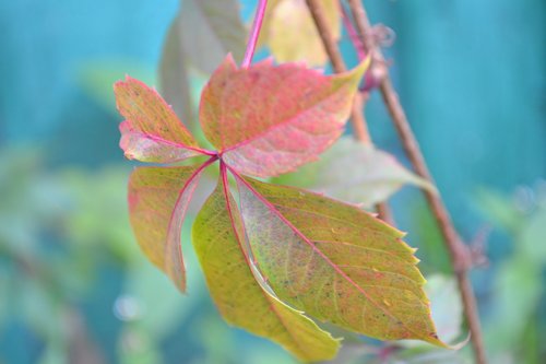 leaf  grape  wine