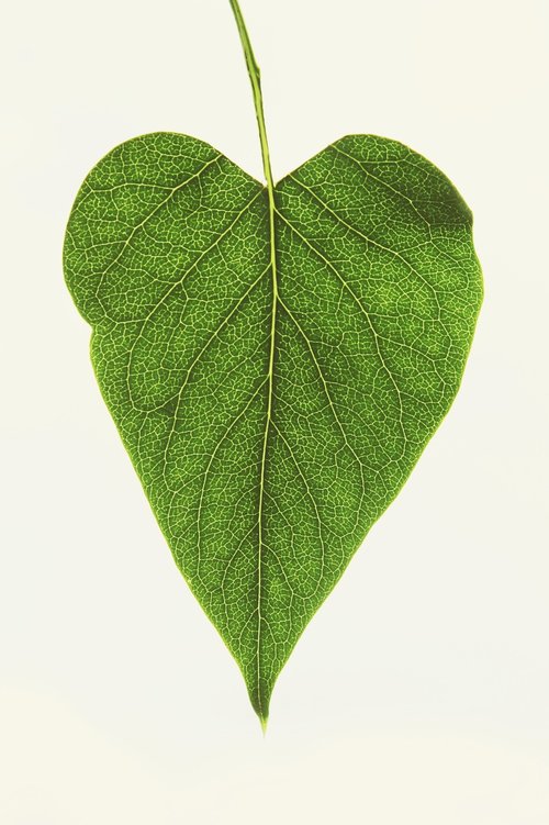leaf  heart  love
