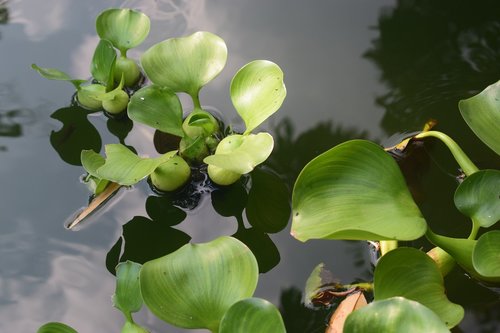 leaf  water hyacinth  nature