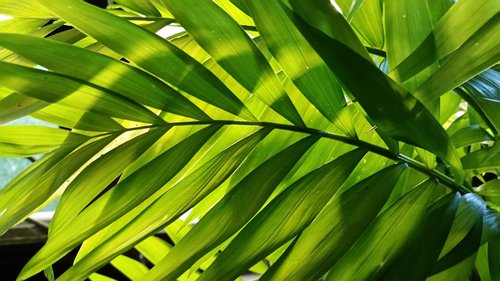 leaf  palm  tree