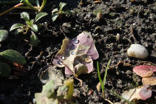 leaf  nature  droplet