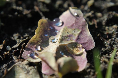 leaf  nature  droplet