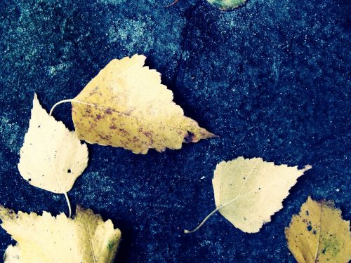 leaf foliage nature