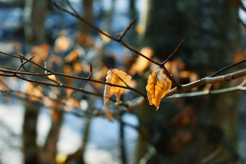 leaf  winter  sun
