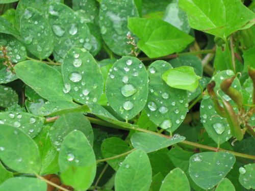 leaf green drops