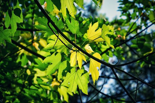 leaf  the leaves  nature