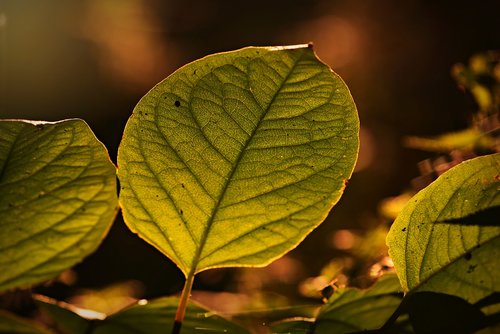 leaf  foliage  vein