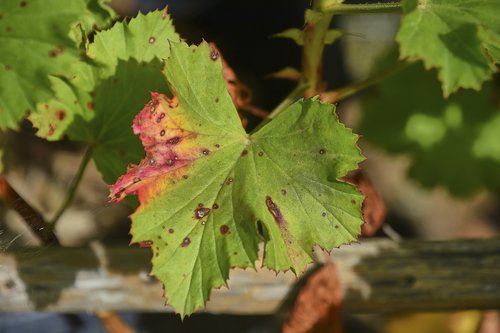 leaf  wild  plant