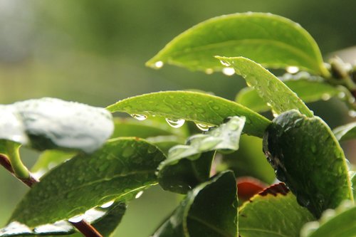 leaf  dew  nature