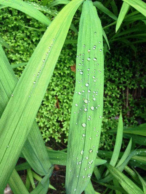 leaf drip green