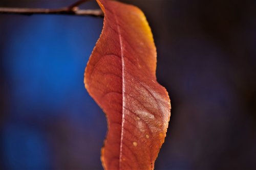 leaf  orange  blur