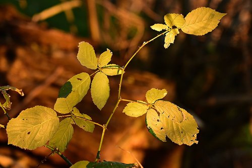 leaf  foliage  twig
