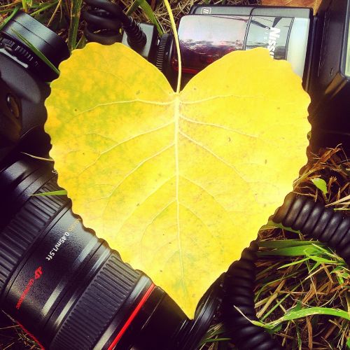 leaf yellow canon