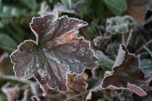 leaf ice hoarfrost