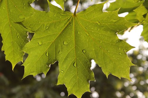 leaf  maple  wet
