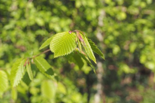 leaf  green  nature