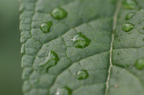 leaf  drop of water  green