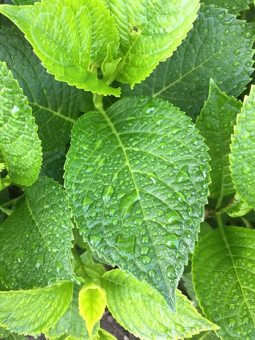 leaf  fauna  garden