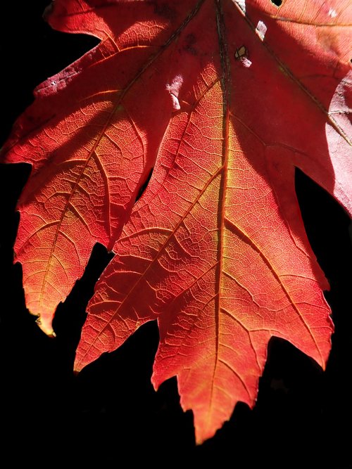 leaf  autumn  tree