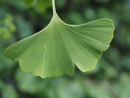 leaf  ginko  ginkgo leaf