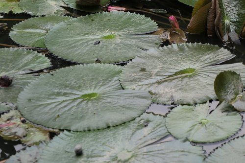 leaf  lotus  pond