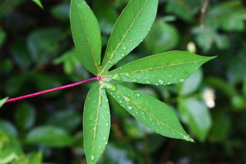 leaf  leaf tapioca  tapioca