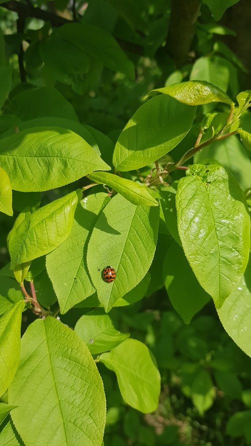 leaf  ladybug  insect