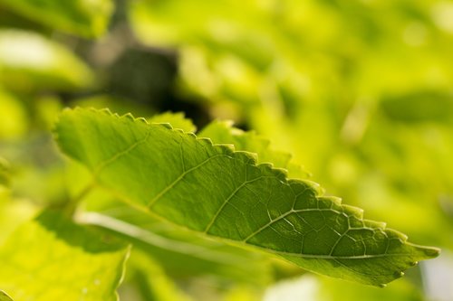 leaf  nature  plant