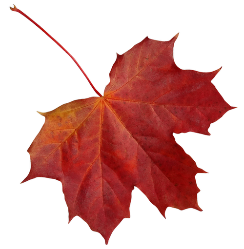 leaf  clone  maple