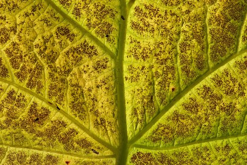 leaf  structure  texture