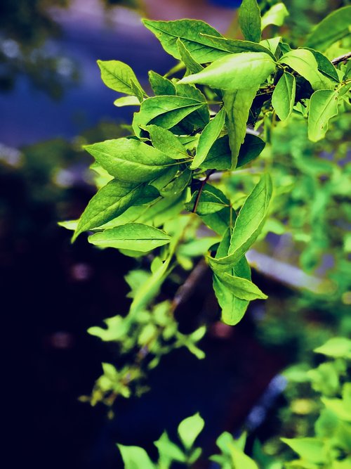 leaf  portrait  leaves