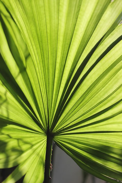 leaf  palm  palm leaf